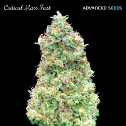 Critical Mass Fast · Advanced Seeds · semillas de marihuana · Fem