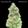 Critical Mass Fast · Advanced Seeds · cannabis seeds · Fem
