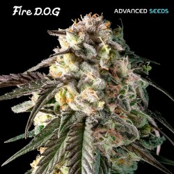 Fire DOG · Advanced Seeds · cannabis seeds · Fem