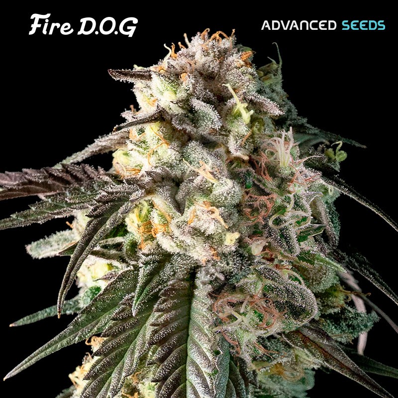 Fire DOG · Advanced Seeds · semi di canapa indiana · Amnesia