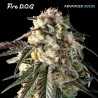 Fire DOG · Advanced Seeds · semillas de marihuana · Fem