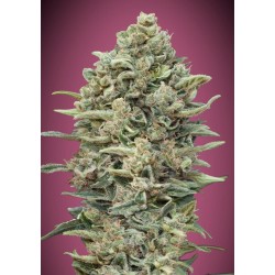 Gelato 33 Fast · Advanced Seeds · semi di canapa indiana · Amnesia