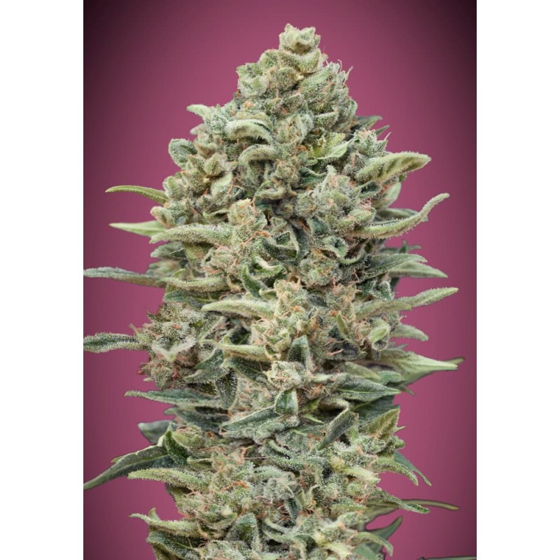 Gelato 33 Fast · Advanced Seeds · semi di canapa indiana · Amnesia