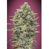 Gelato 33 Fast · Advanced Seeds · semillas de marihuana · Fem
