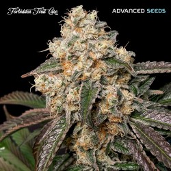 Forbidden Fruit Cake · Advanced Seeds · semi di canapa indiana · Amnesia