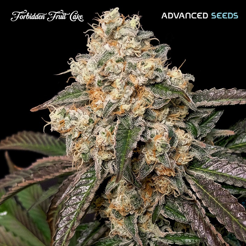 Forbidden Fruit Cake · Advanced Seeds · semi di canapa indiana · Amnesia