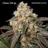 Forbidden Fruit Cake · Advanced Seeds · semillas de marihuana · Fem