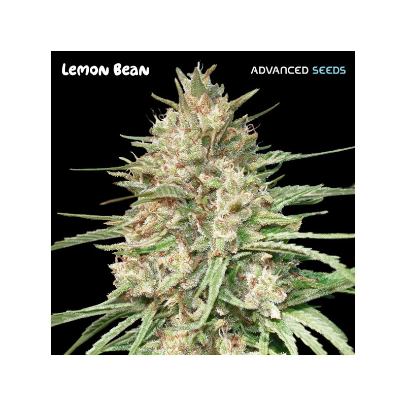 Lemon Bean · Advanced Seeds · semillas de marihuana · Fem