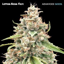 Lemon Bean Fast · Advanced Seeds · cannabis seeds · Fem