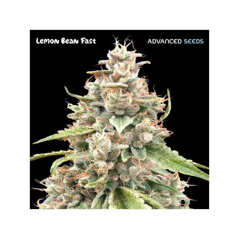 Lemon Bean Fast · Advanced Seeds · cannabis seeds · Fem