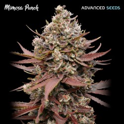 Mimosa Punch · Advanced Seeds · semillas de marihuana · Fem