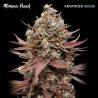 Mimosa Punch · Advanced Seeds · semillas de marihuana · Fem