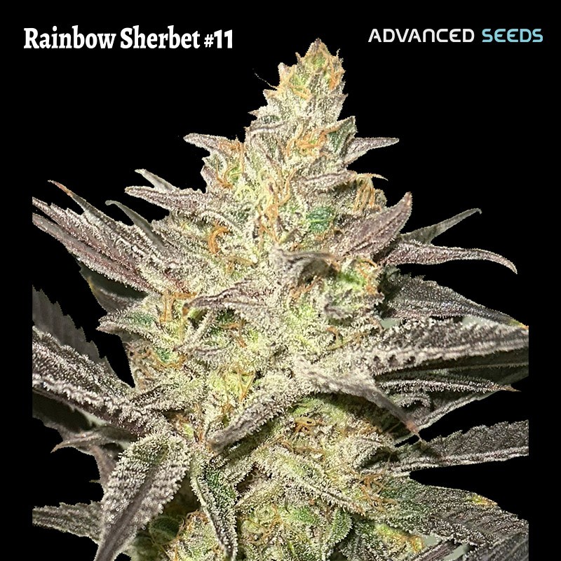 Rainbow Sherbet 11 · Advanced Seeds · semillas de marihuana · Fem