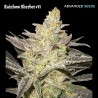 Rainbow Sherbet 11 · Advanced Seeds · semillas de marihuana · Fem