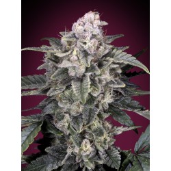 Slurricane · Advanced Seeds · cannabis seeds · Fem