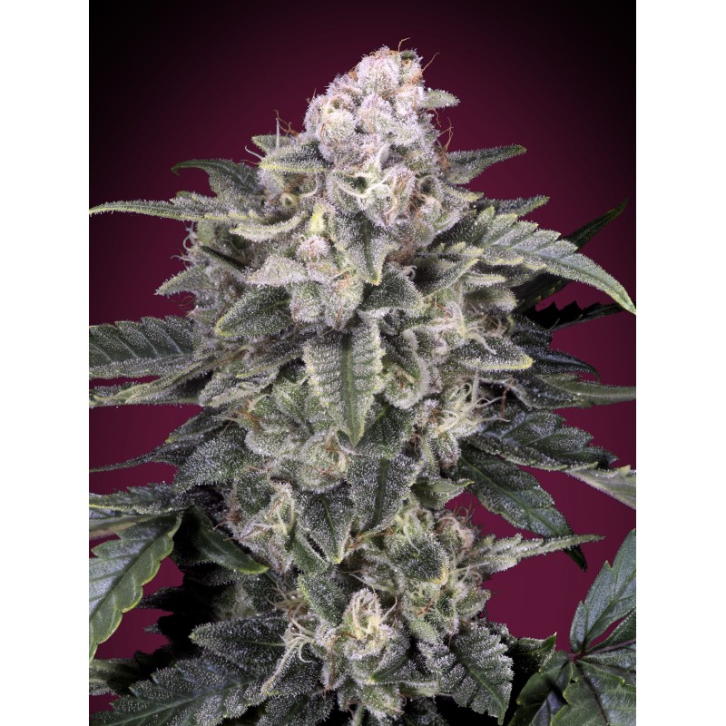 Slurricane · Advanced Seeds · cannabis seeds · Fem