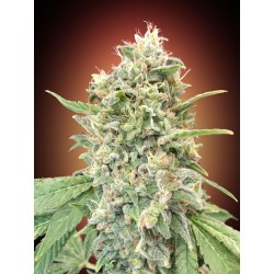 Strawberry Banana · Advanced Seeds · semi di canapa indiana · Amnesia