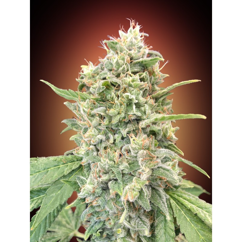 Strawberry Banana · Advanced Seeds · semi di canapa indiana · Amnesia
