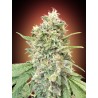 Strawberry Banana · Advanced Seeds · semi di canapa indiana · Amnesia