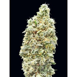 Strawberry Banana Fast · Advanced Seeds · semi di canapa indiana · Amnesia