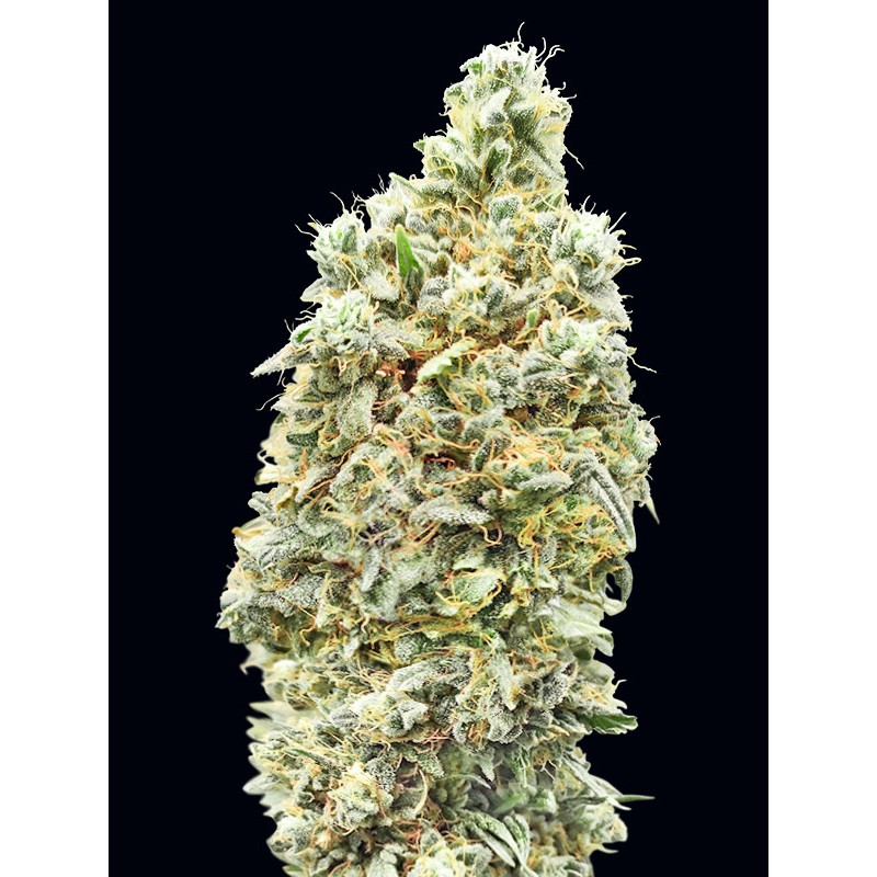 Strawberry Banana Fast · Advanced Seeds · semillas de marihuana · Fem
