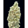 Strawberry Banana Fast · Advanced Seeds · semi di canapa indiana · Amnesia