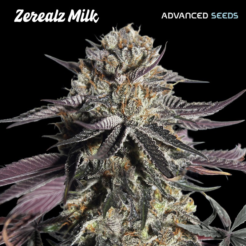 Zerealz Milk · Advanced Seeds · cannabis seeds · Fem