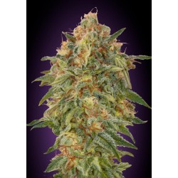 Zkittlez · Advanced Seeds · cannabis seeds · Fem