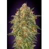 Zkittlez · Advanced Seeds · cannabis seeds · Fem