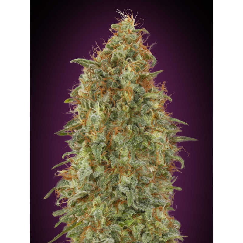 Zkittlez Fast · Advanced Seeds · semillas de marihuana · Fem