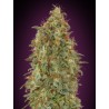 Zkittlez Fast · Advanced Seeds · semillas de marihuana · Fem