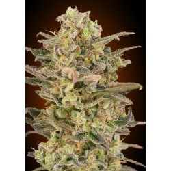 Somango Glue · Advanced Seeds · semi di canapa indiana · Amnesia