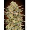 Somango Glue · Advanced Seeds · semi di canapa indiana · Amnesia