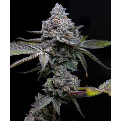 APPLE FRITTER · Barneys Farm · semi di canapa · Fem