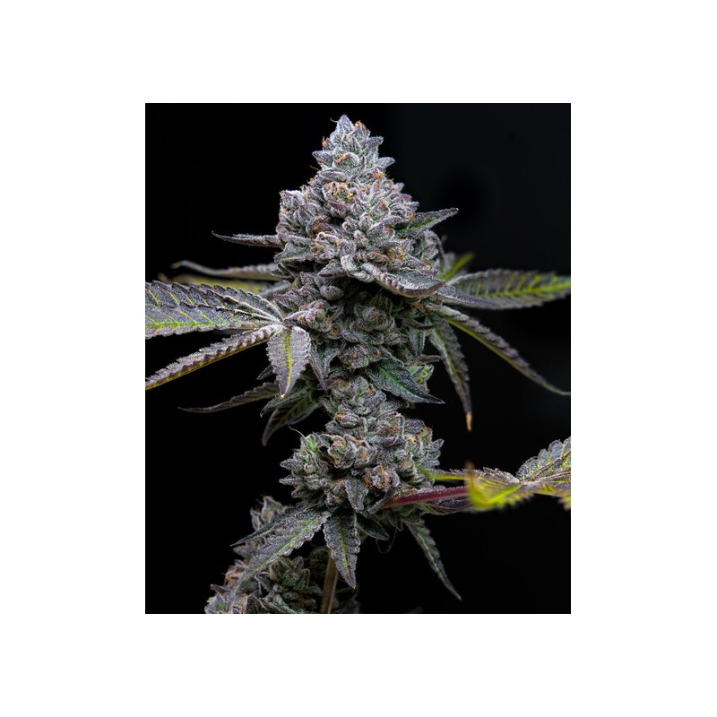 APPLE FRITTER · Barneys Farm · semi di canapa · Fem