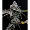 APPLE FRITTER · Barneys Farm · semillas de marihuana · Fem