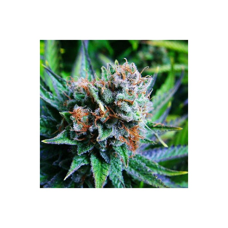BLUE DREAM · Barneys Farm · semillas de marihuana · Fem