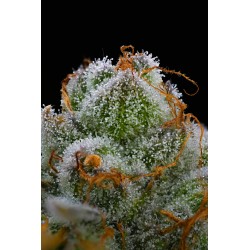 BLUE DREAM · Barneys Farm · semillas de marihuana · Fem