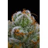 BLUE DREAM · Barneys Farm · semillas de marihuana · Fem