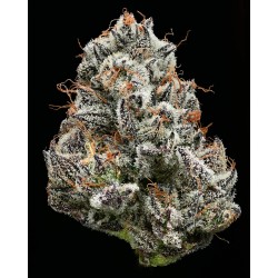 BLACK CHERRY GUSHERS · Barneys Farm · cannabis seeds · Fem