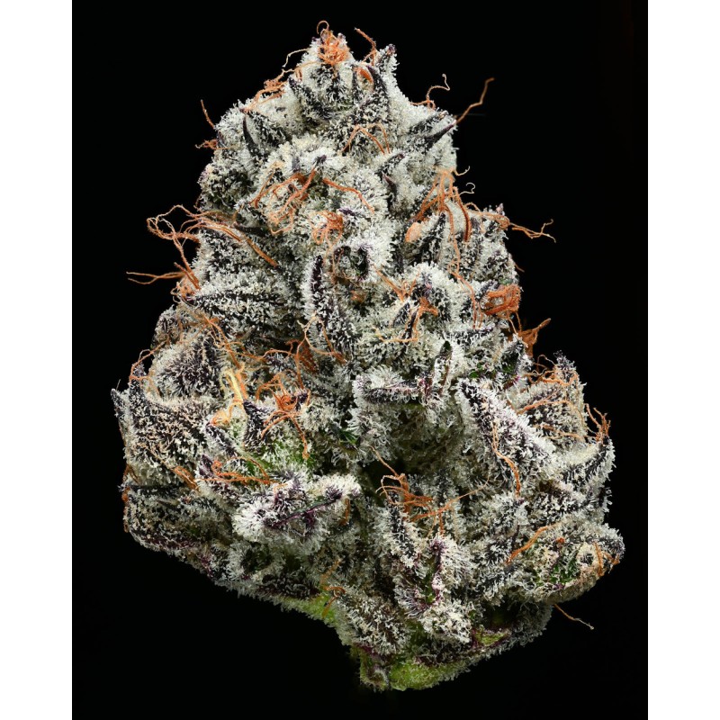 BLACK CHERRY GUSHERS · Barneys Farm · cannabis seeds · Fem