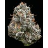 BLACK CHERRY GUSHERS · Barneys Farm · semi di canapa · Fem
