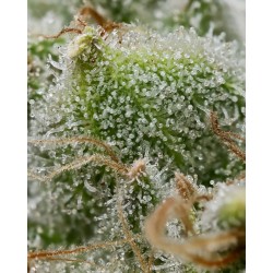 BRUCE BANNER · Barneys Farm · cannabis seeds · Fem