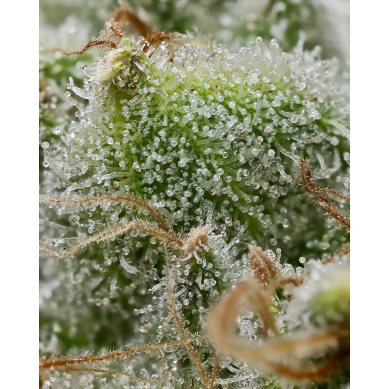 BRUCE BANNER · Barneys Farm · semillas de marihuana · Fem