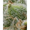 BRUCE BANNER · Barneys Farm · cannabis seeds · Fem