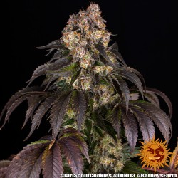 GIRL SCOUT COOKIES · Barneys Farm · semillas de marihuana · Fem