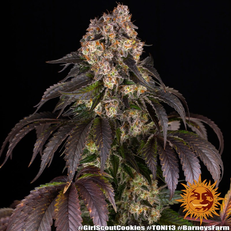 GIRL SCOUT COOKIES · Barneys Farm · cannabis seeds · Fem