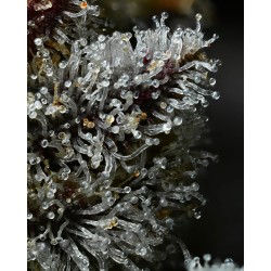 LEMON CHERRY GELATO · Barneys Farm · semillas de marihuana · Fem