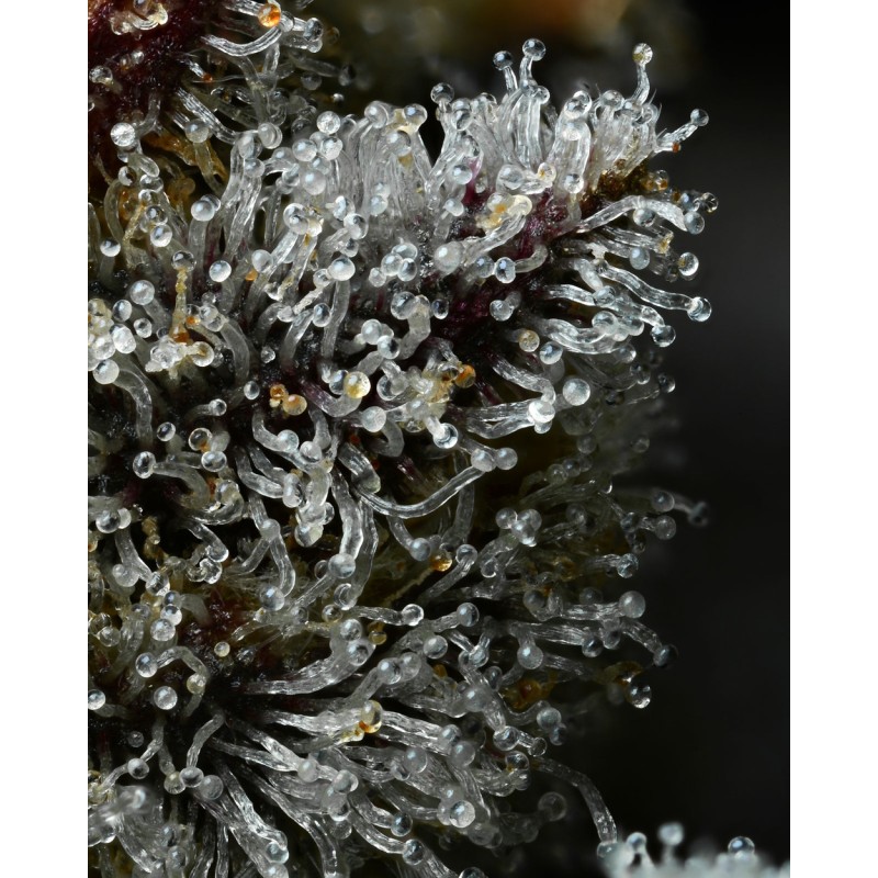 LEMON CHERRY GELATO · Barneys Farm · semillas de marihuana · Fem