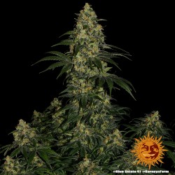 BLUE GELATO 41 · Barneys Farm · semillas de marihuana · Fem